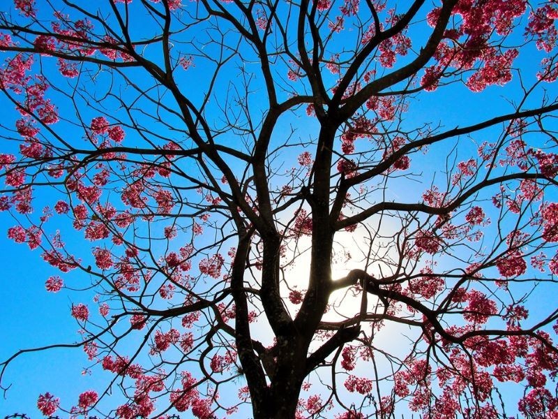 No sul do Paraná tem previsão de geada, mas em Maringá calor continua