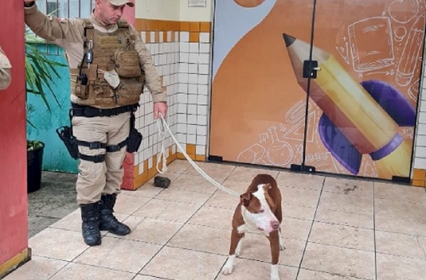 Pitbull invade escola e ataca estudantes