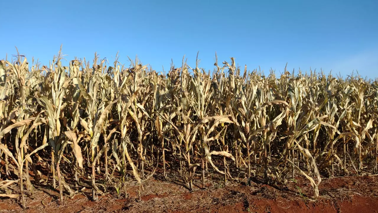 Frio intenso matou lavouras inteiras de milho em Maringá e região