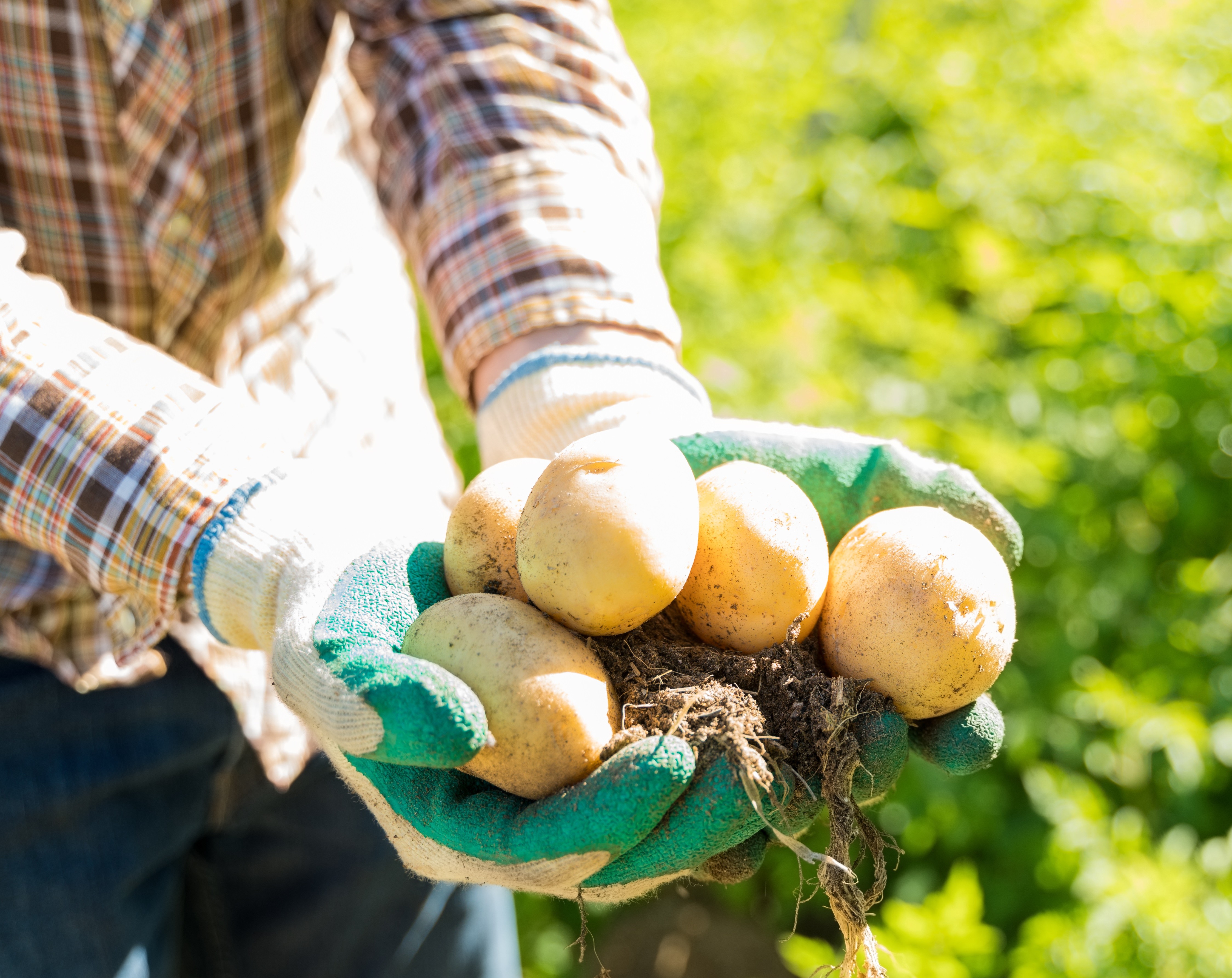 Colheita da segunda safra de batatas no estado está em 78%, diz Deral