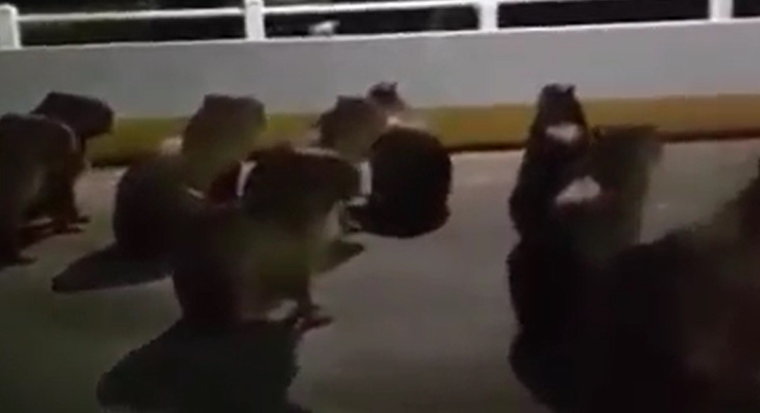 Apucarana mobiliza forças de segurança para localizar motorista que atropelou capivaras