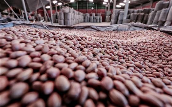 Safra de feijão teve quebra de 19% no Paraná