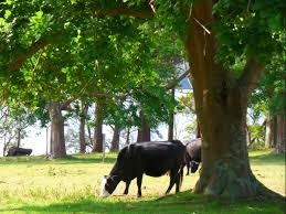 Manejo racional é tema de palestra