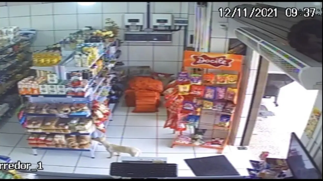 Cadela é flagrada ‘furtando’ açougue de Nova Esperança; vídeo