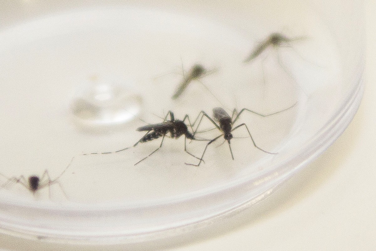 Campo Mourão já soma 200 casos de dengue no período epidemiológico