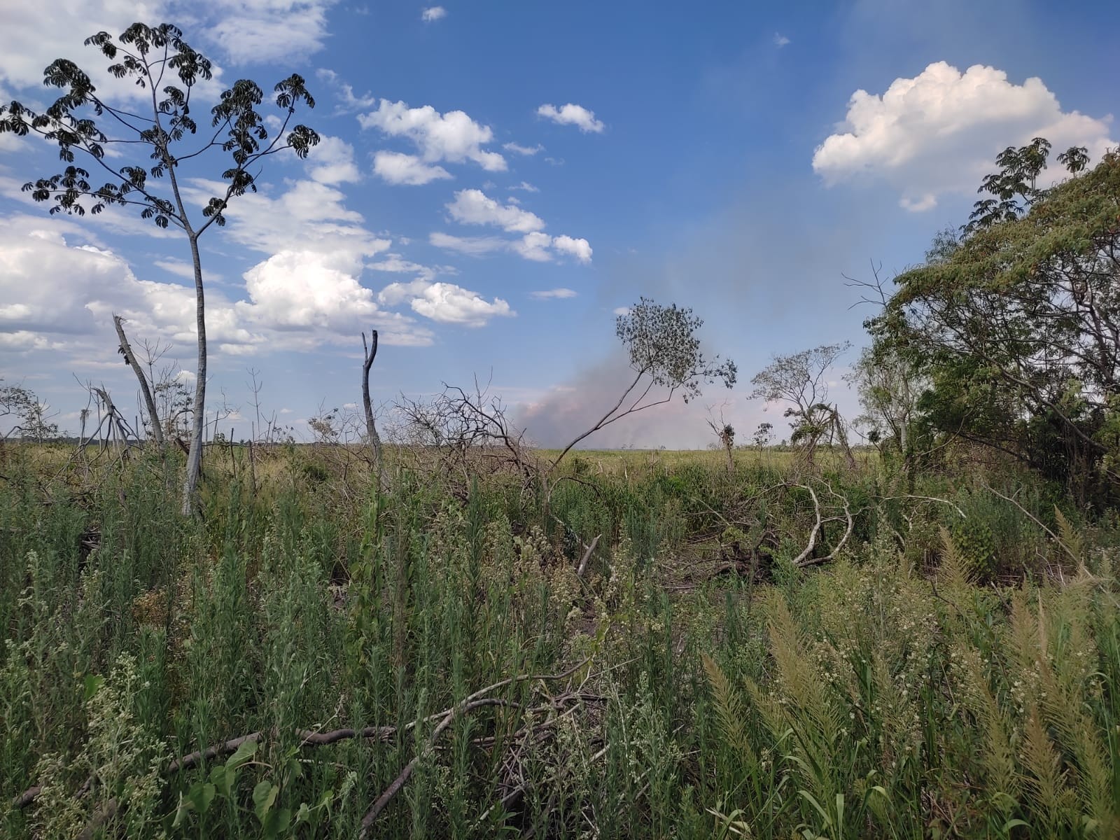 Brigadistas combatem incêndio no Parque Nacional de Ilha Grande