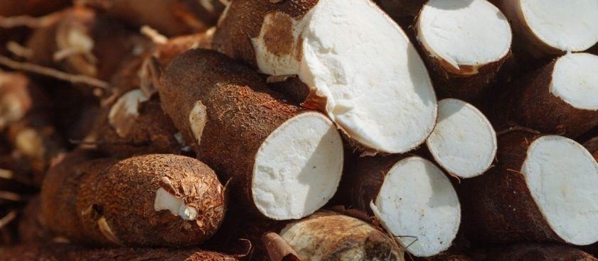 Tonelada da raiz de mandioca custa R$ 320 em Campo Mourão