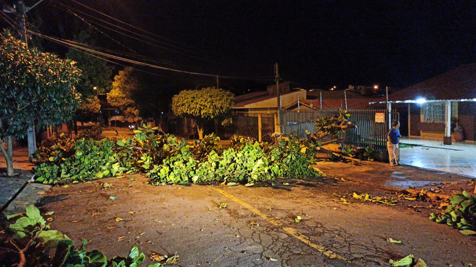 Temporal provoca queda de árvores e destelhamento em Apucarana