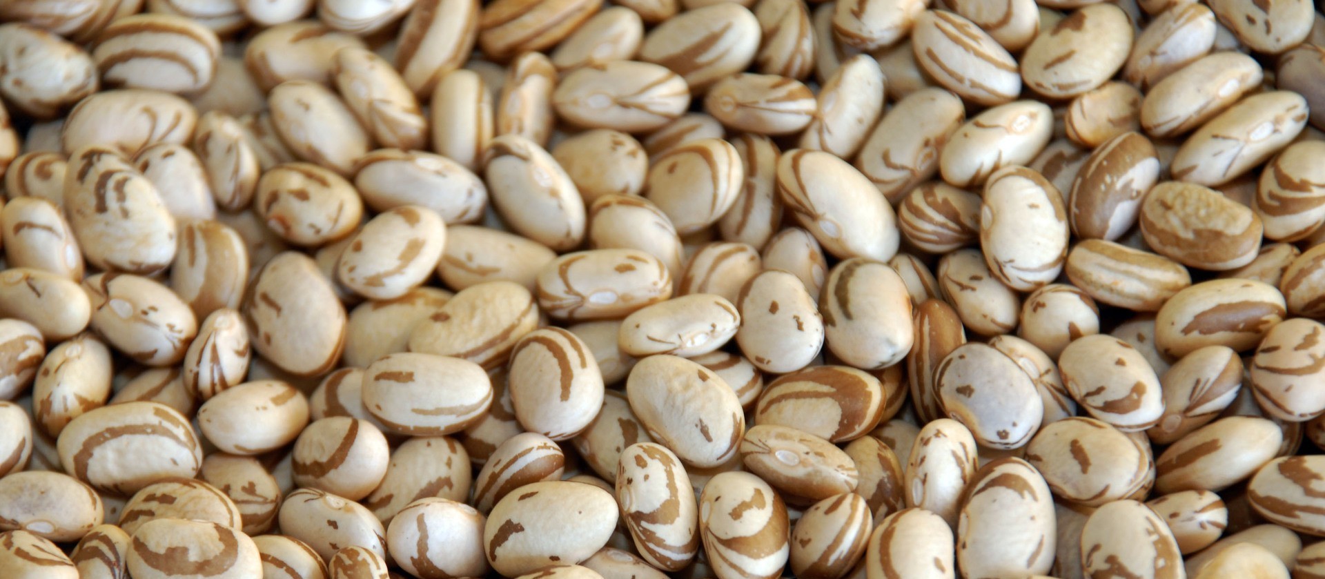 Paraná deve produzir de 243 mil toneladas de feijão