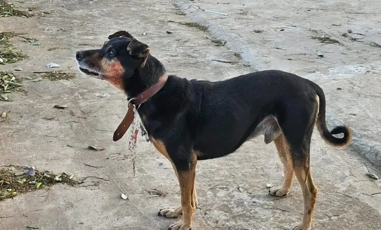 Idosa é atacada por cachorro e tem rosto desfigurado