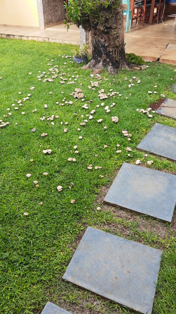 Quantidade de cogumelos nos gramados chama a atenção em Maringá