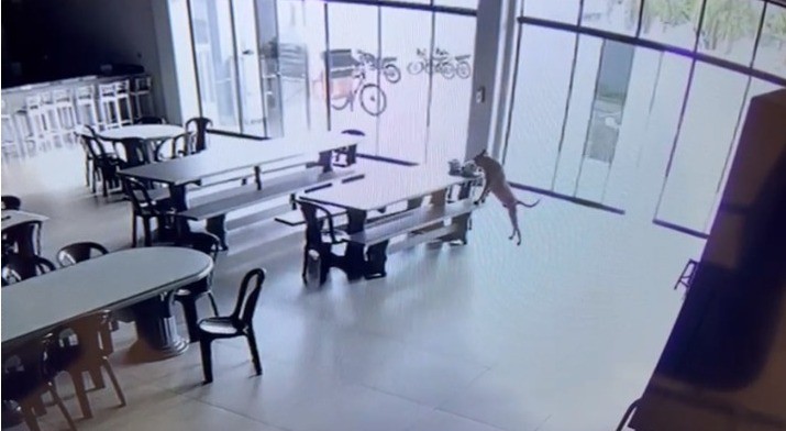 Cachorro caramelo invade refeitório e ‘rouba’ marmita em Maringá