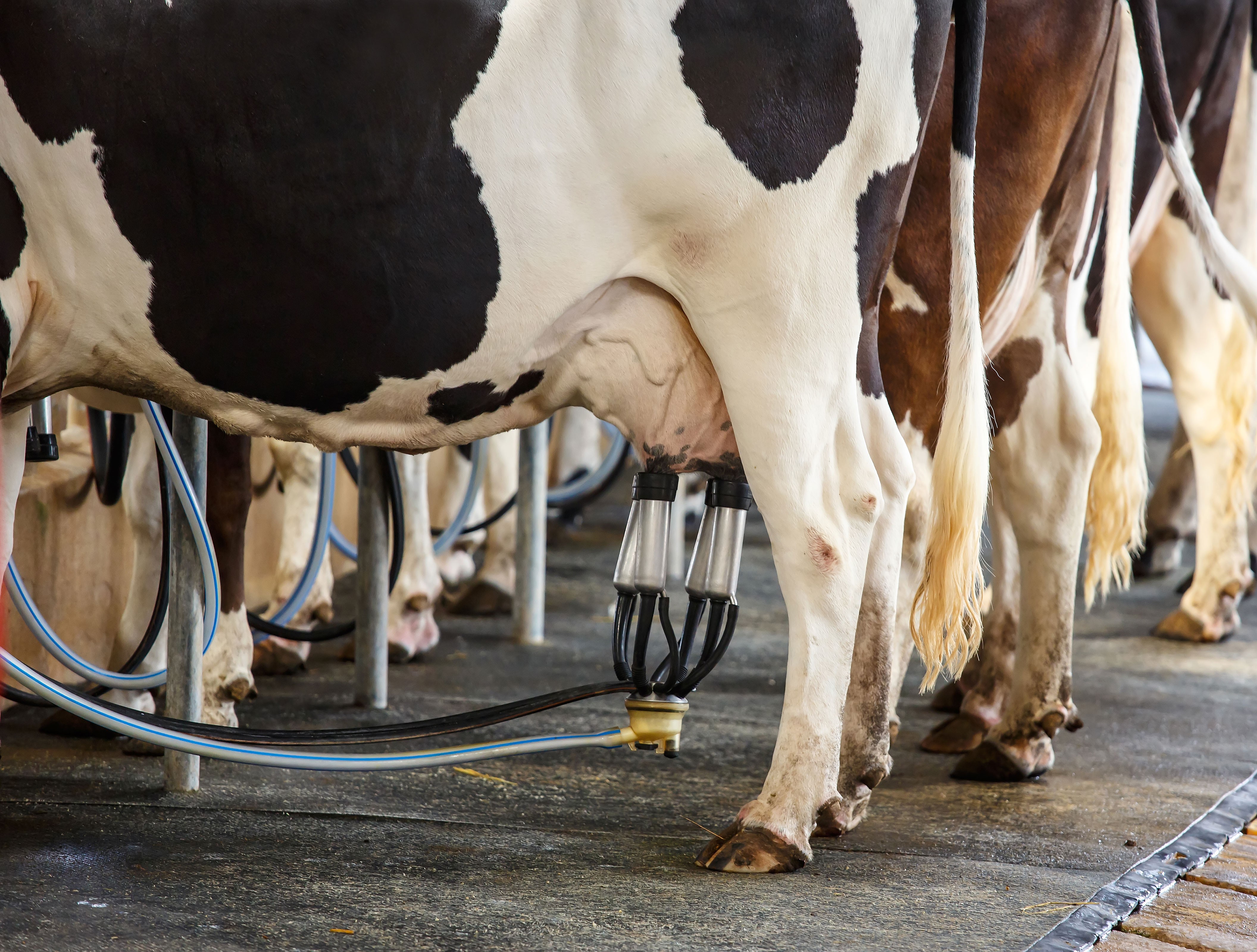 Custo de produção da pecuária leiteira tem terceira alta consecutiva