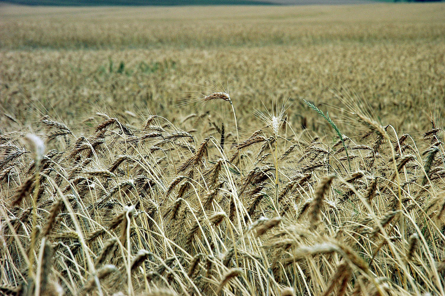Saca do trigo custa R$ 45 em Maringá e Campo Mourão