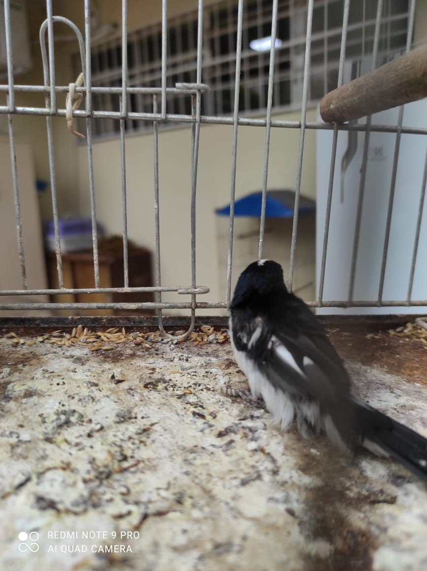 Polícia Ambiental apreende 38 aves silvestres em cativeiro