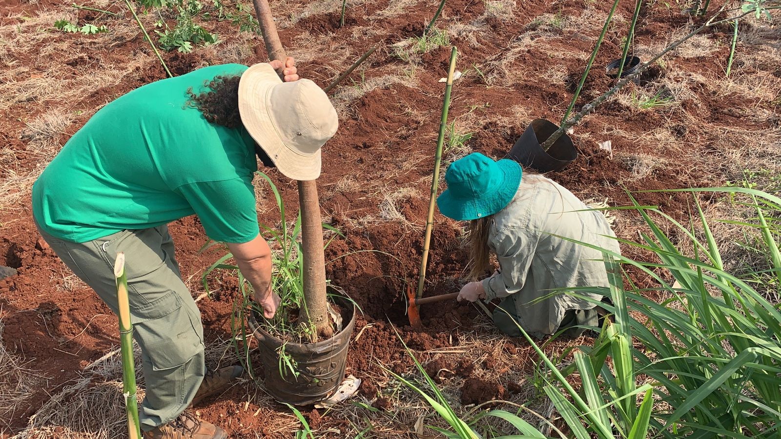 Plantio de 200 mudas nativas vai ajudar a recuperar o fundo de vale do córrego Mandacaru