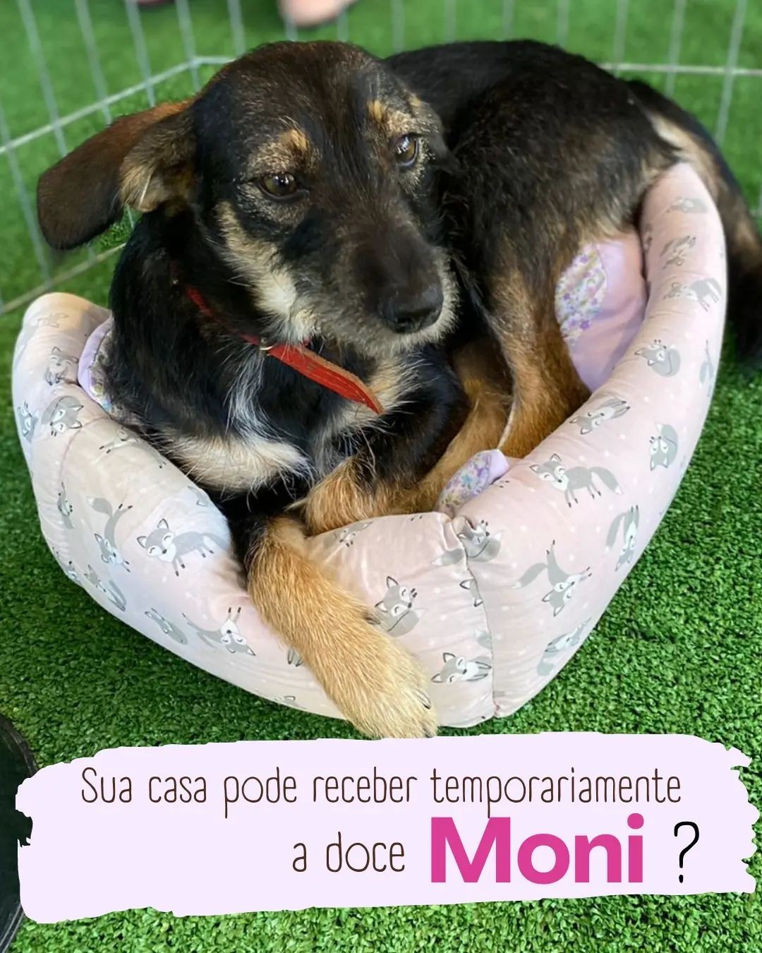 Vira-Pet atende mais de 100 cães e gatos resgatados das ruas