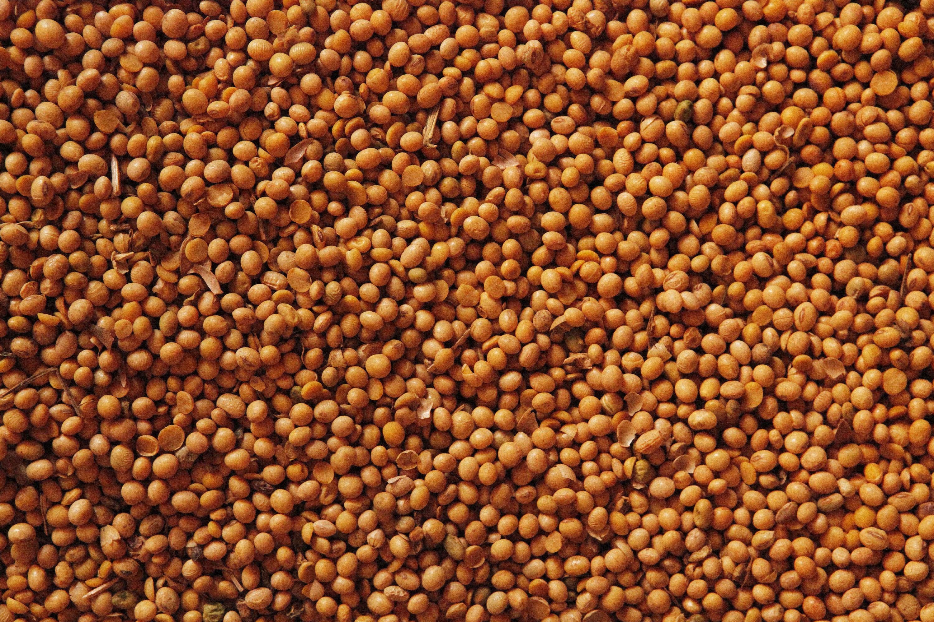 Saca da soja custa R$ 69 no interior do Paraná