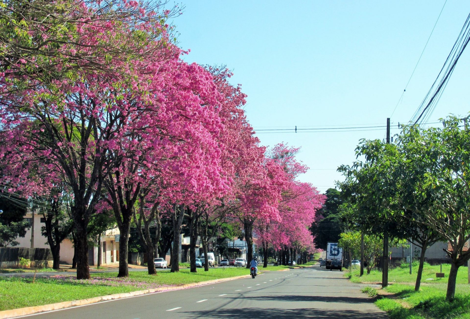 Quinta-feira ensolarada e com máxima de 30°C em Maringá