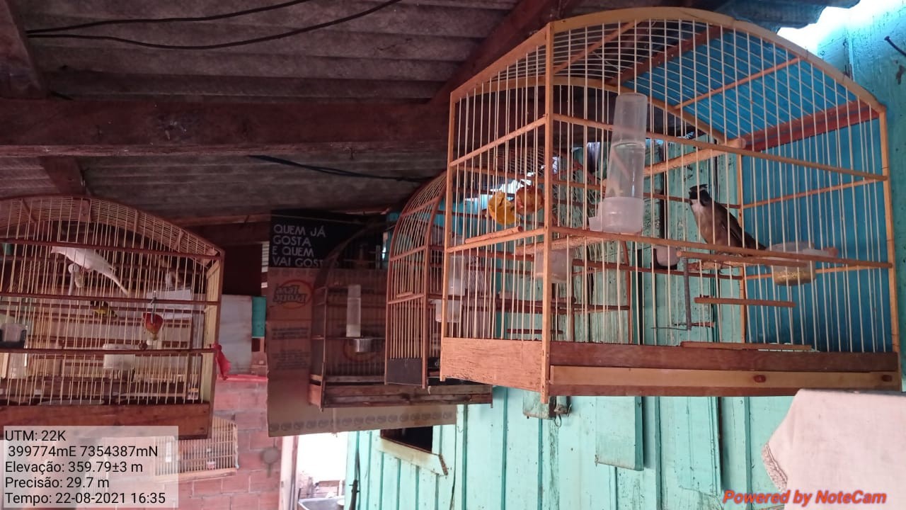 Aves silvestres expostas em bar irregularmente são apreendidas em Fênix