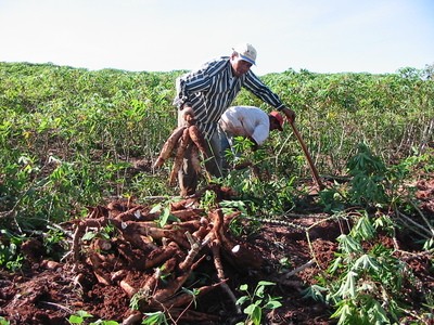 Chuva diminui, mas ainda prejudica os trabalhos no campo