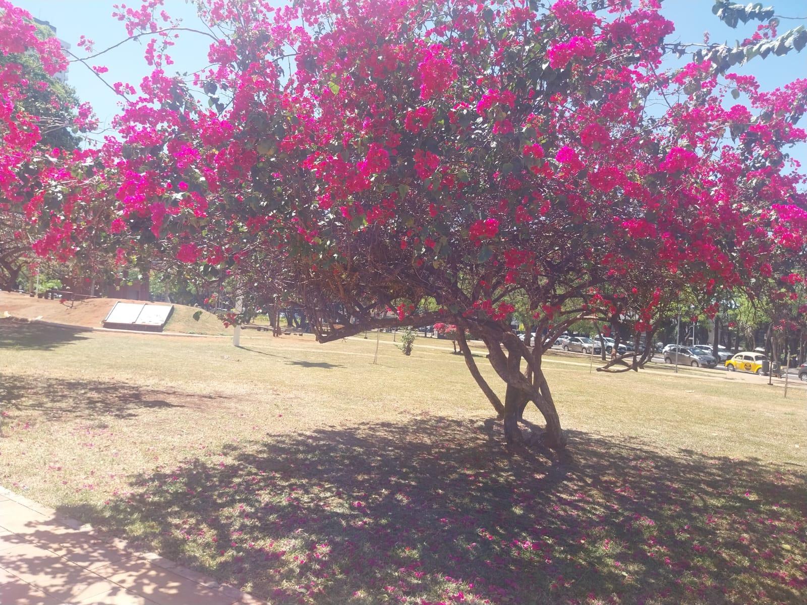 Confira a previsão do tempo para este sábado (4) em Maringá