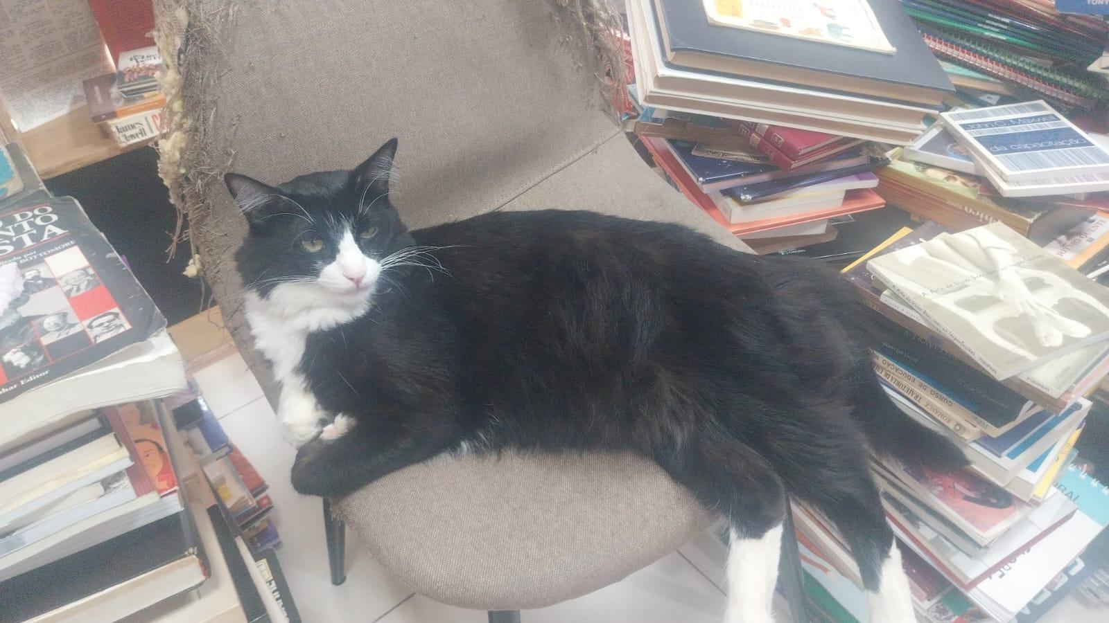 Gato que vive em sebo de Maringá faz sucesso nas redes e entre clientes