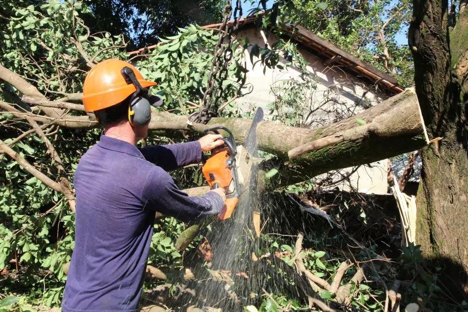 Prefeitura credencia duas empresas para fazer poda, corte, remoção, destoca e substituição de árvores