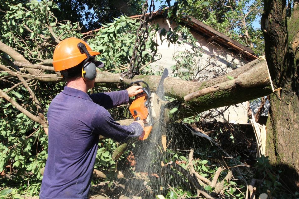 Vereadores cobram a contratação de mais técnicos para avaliar a saúde das árvores em Maringá