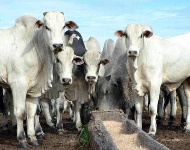 Indicador do boi ESALQ/B3 caiu 1,16% entre abril e maio