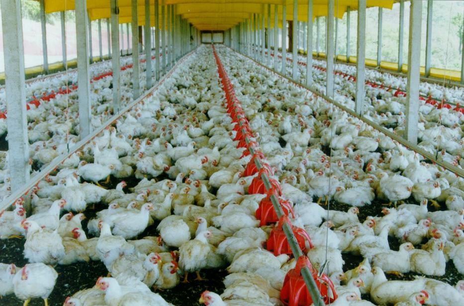 Setor aviário sofreu grande impacto com a greve dos caminhoneiros