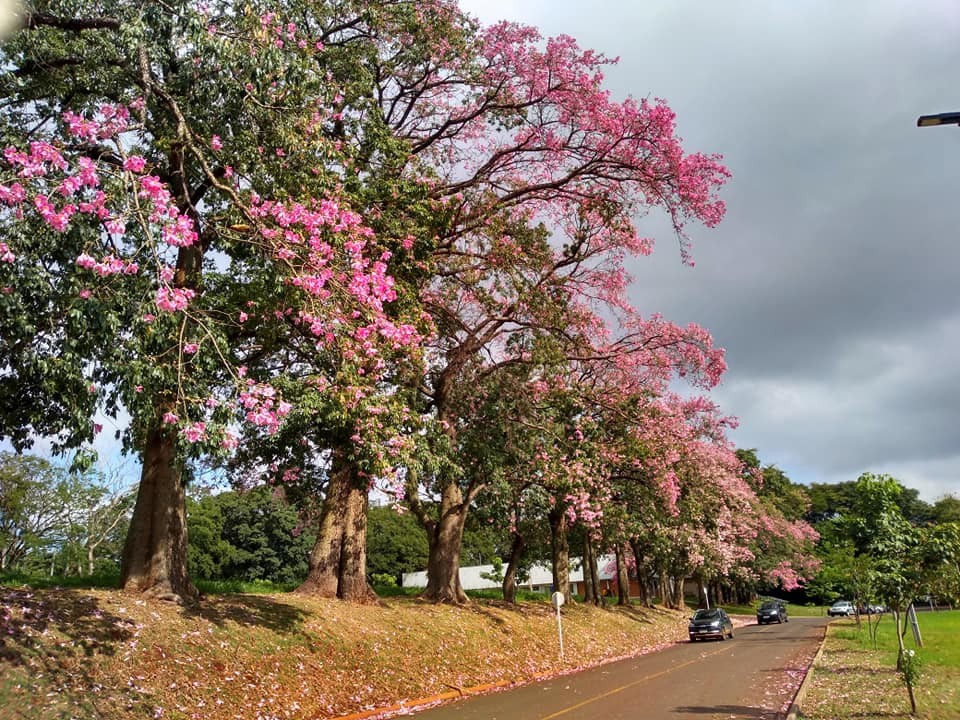 Tempo volta a ficar estável em Maringá nesta quinta-feira (14), indica previsão