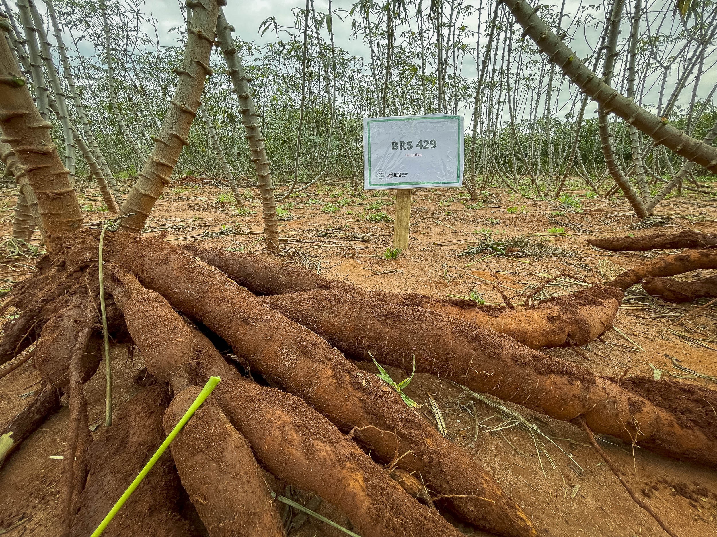 Pesquisadores da UEM desenvolvem nova variedade de mandioca