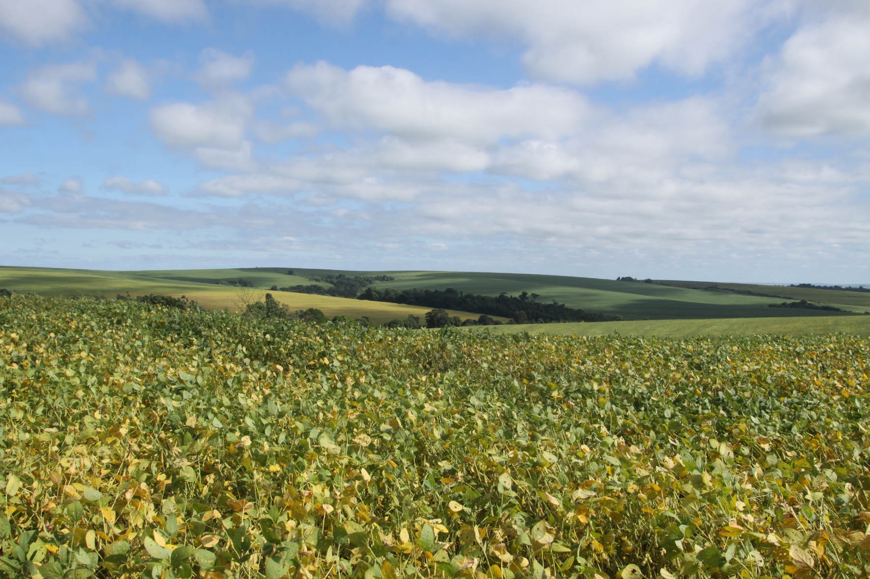 Paraná deve plantar 1% a mais de área com soja na safra de verão