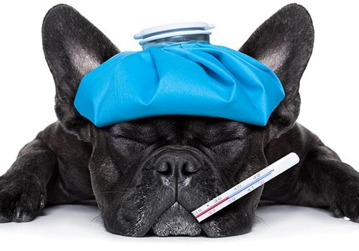 Saúde animal no inverno: doenças e precauções