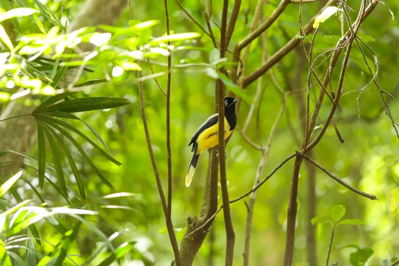 Núcleo Ambiental promove palestras na semana do Meio Ambiente