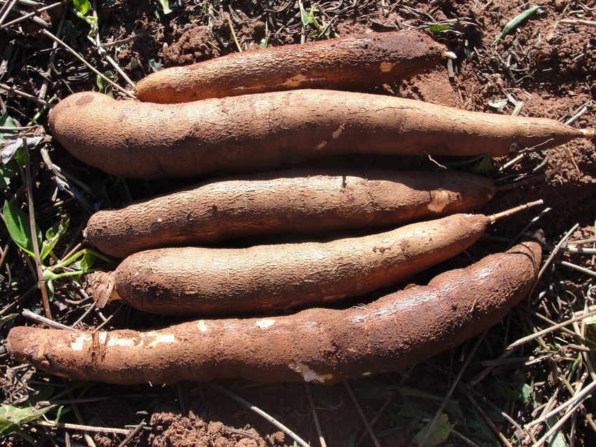 Iapar lançará cultivar de mandioca para farinha e fécula
