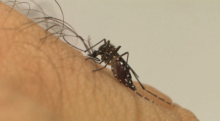 Veja os bairros com maior infestação do mosquito da dengue em Maringá