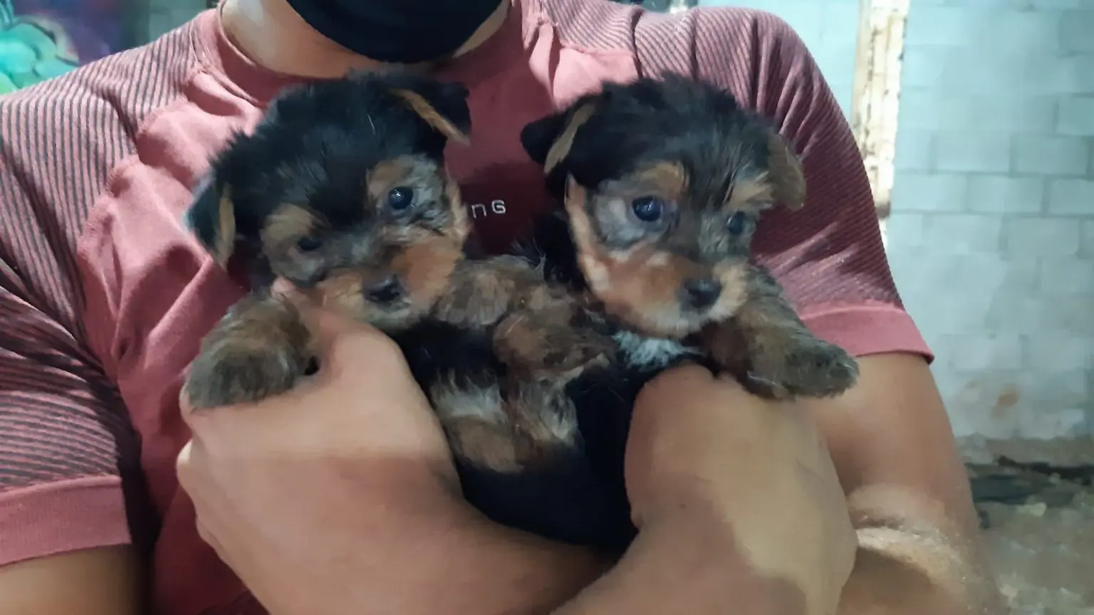 Animais resgatados após denúncias de maus-tratos ganham lar em Maringá