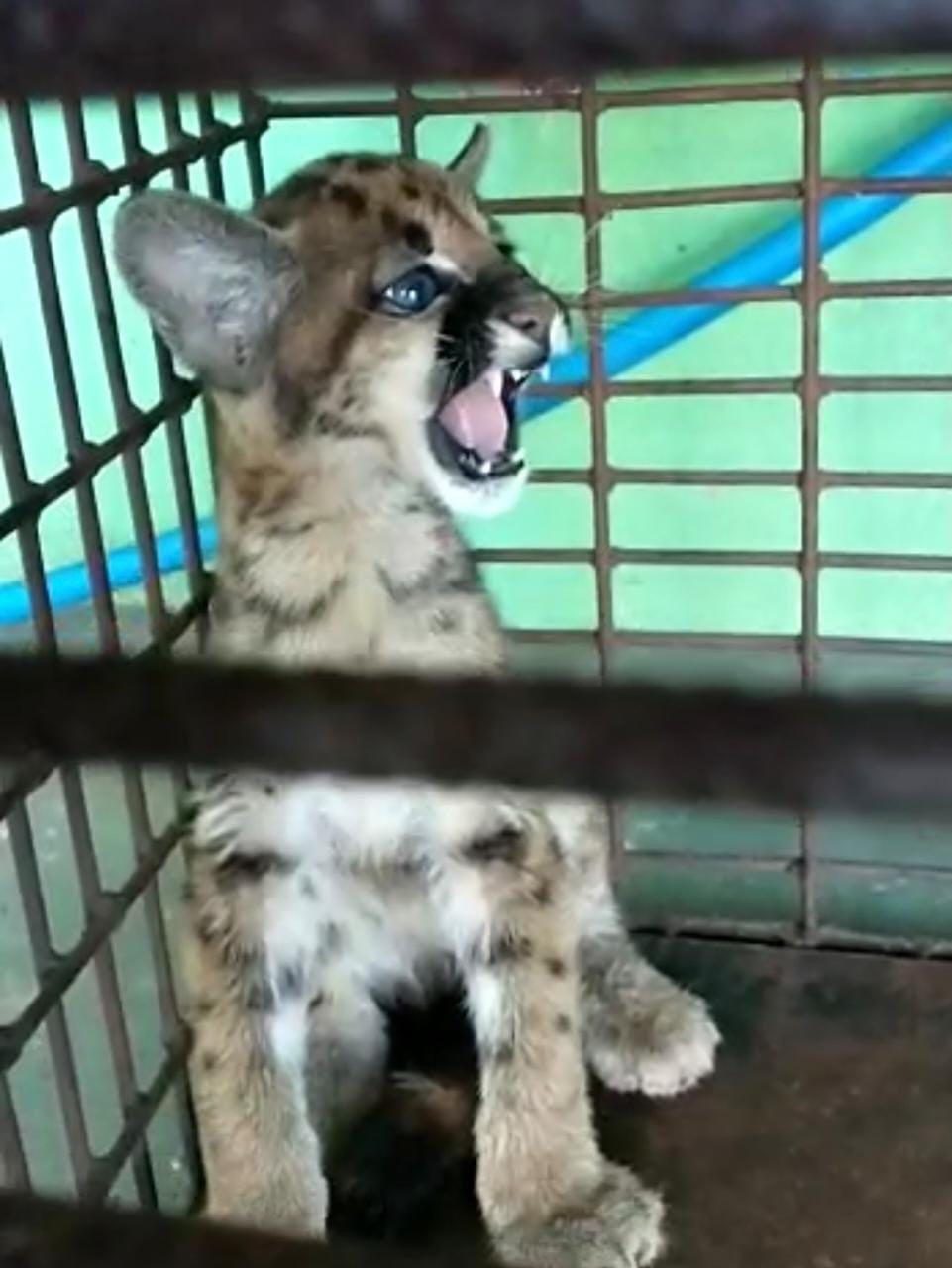 Filhote de onça-parda é capturado em cômodo de residência na região