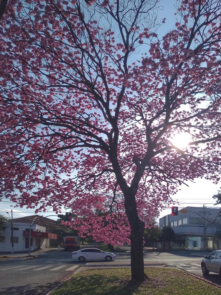 Terça-feira começa com temperaturas amenas, mas previsão é de tempo quente à tarde, com máxima de 28°C