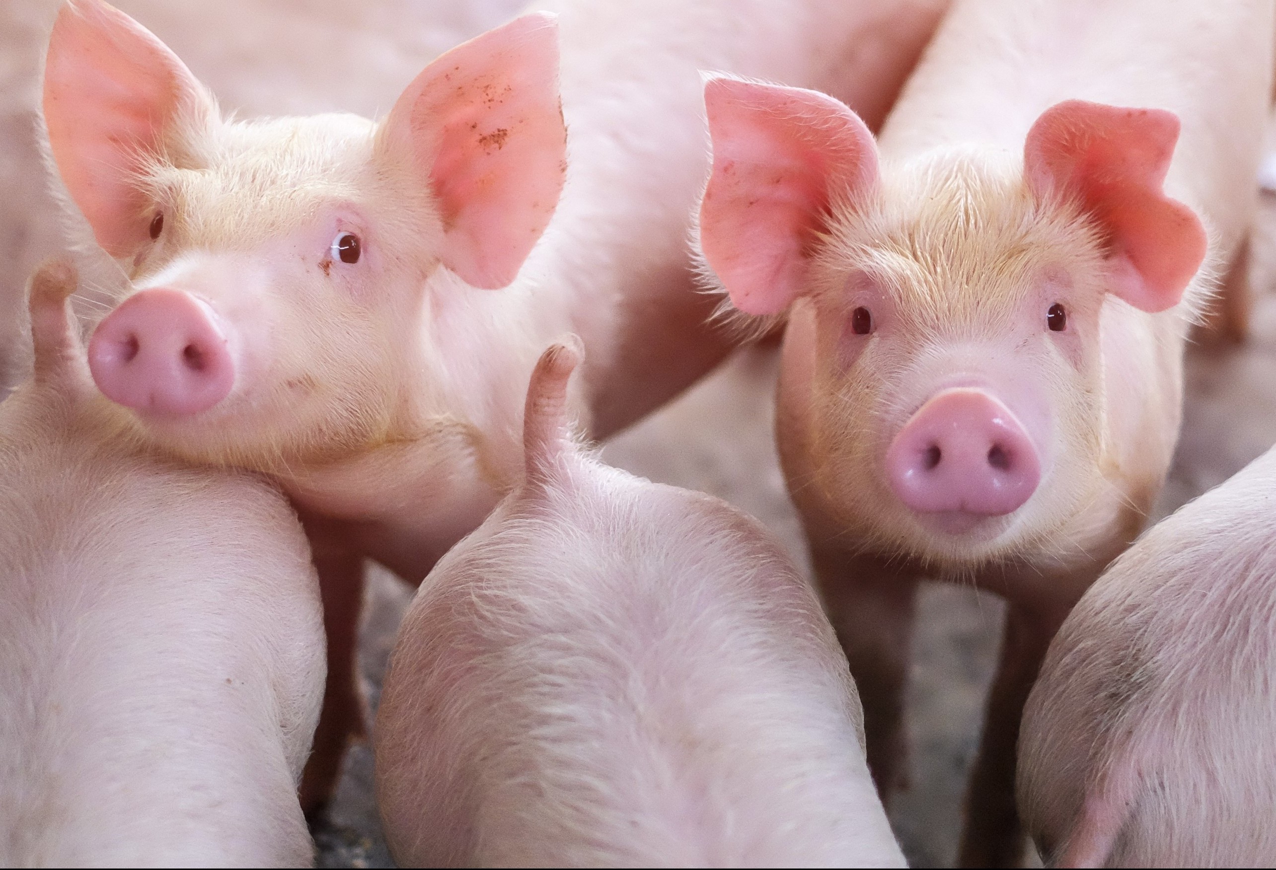 Suíno custa R$ 5,80 o quilo em Apucarana