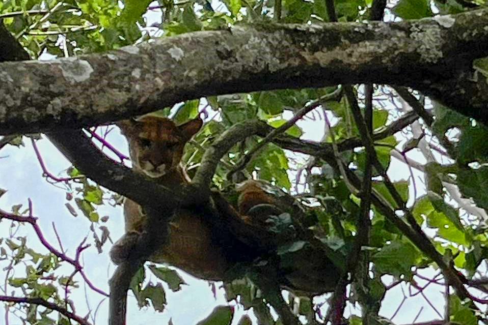 Operação conjunta salva onça-parda na região