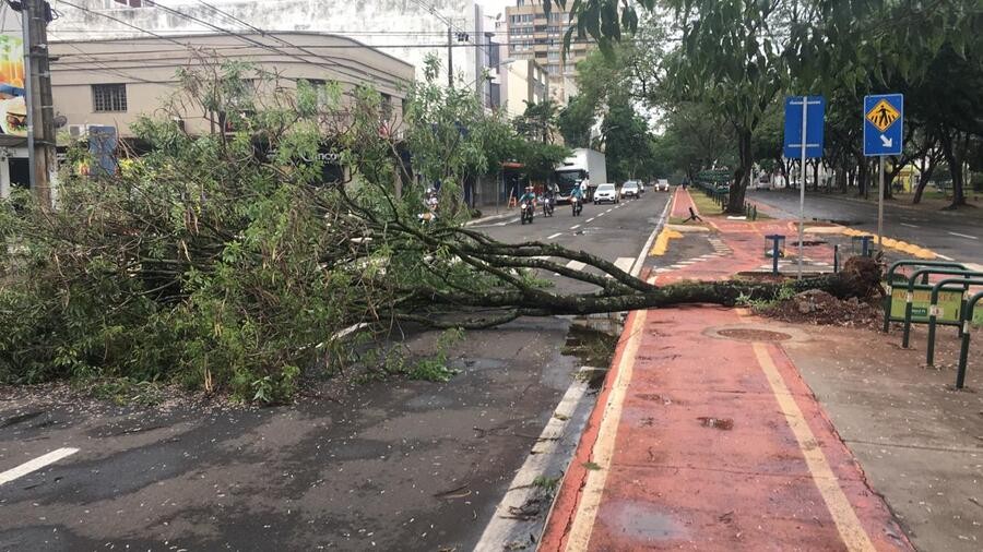 Temporal derrubou árvore na Avenida Brasil. Foto: Luciana Peña/CBN Maringá