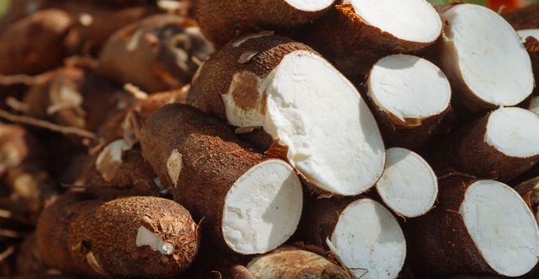 Raiz de mandioca custa R$ 380,00 a tonelada em Campo Mourão