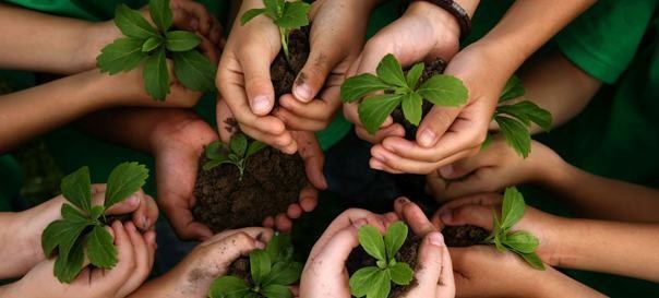 Como implantar a sustentabilidade nas escolas?