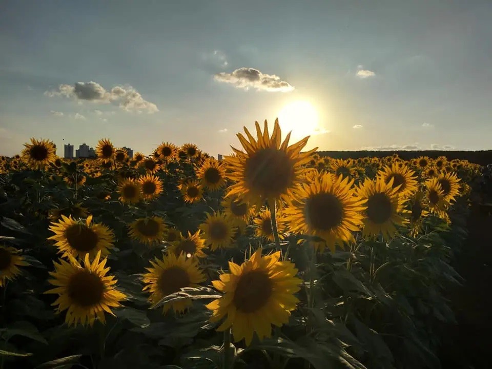 Maringá tem terça-feira ensolarada, com máxima de 30°C