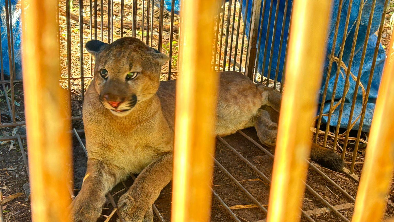 Técnicos do Instituto Água e Terra (IAT) capturam mais uma onça-parda em Marialva