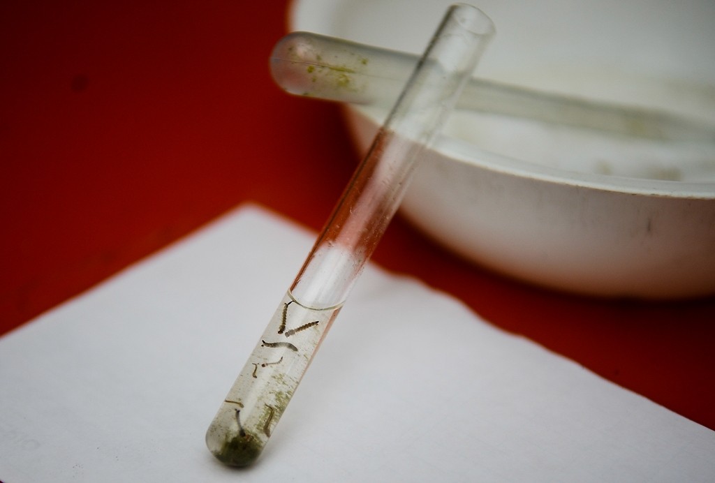 Paraná confirma primeiros casos de chikungunya no período epidemiológico