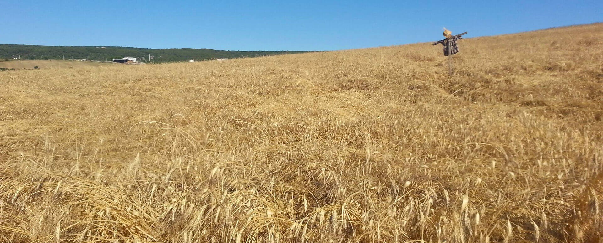 Trigo custa R$ 45 a saca em várias praças do Paraná